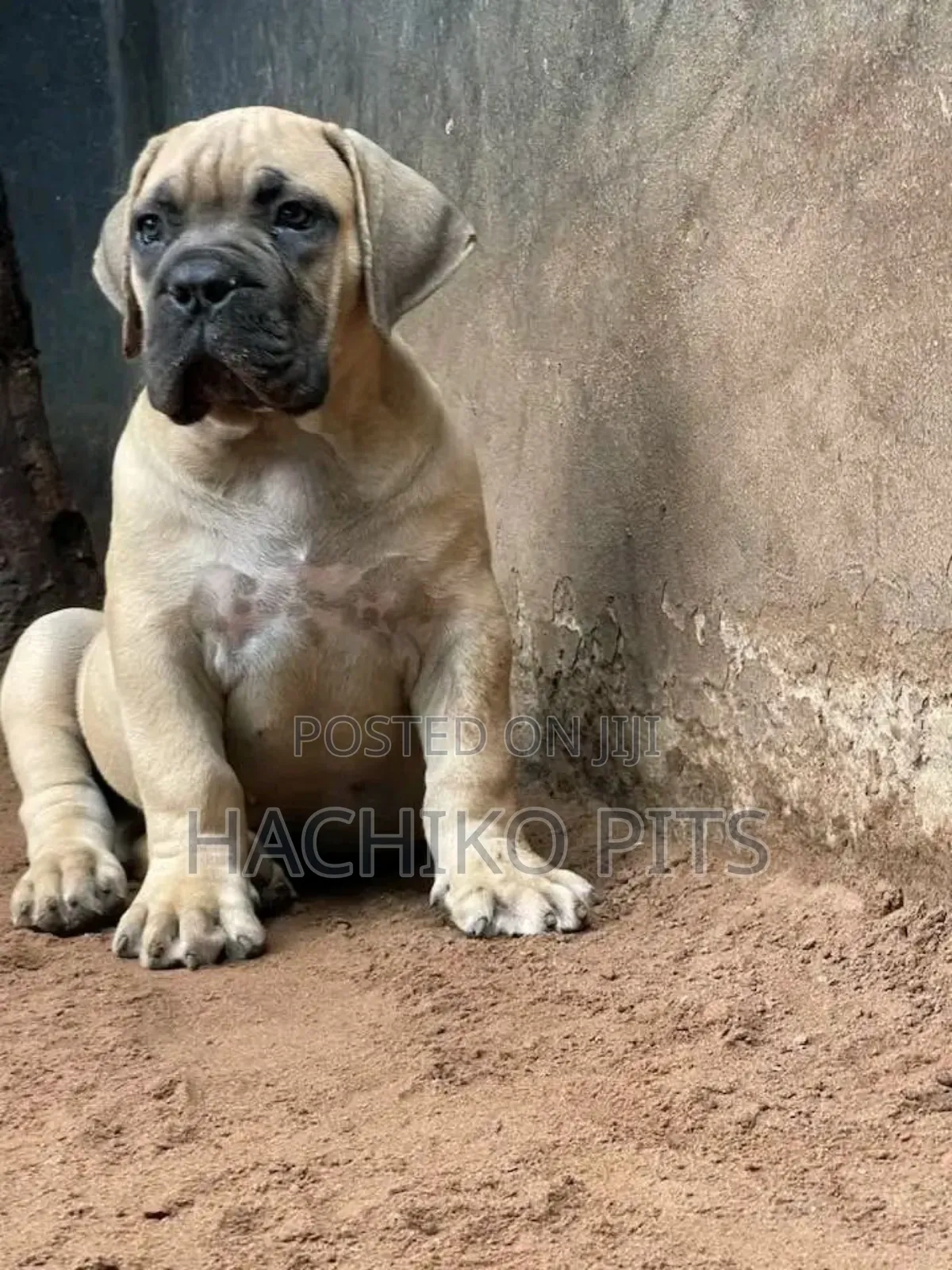 1-3 months Male Purebred Bullmastiff
