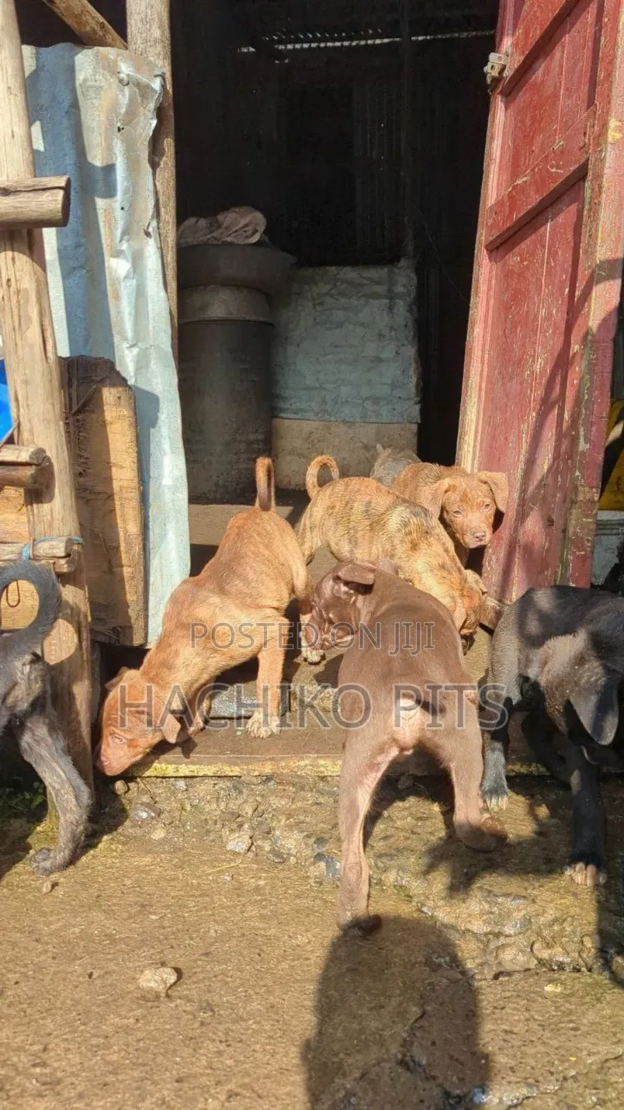 1-3 months Male Purebred American Pit Bull Terrier