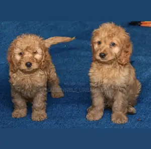 Photo - 1-3 months Male Mixed Breed Maltese