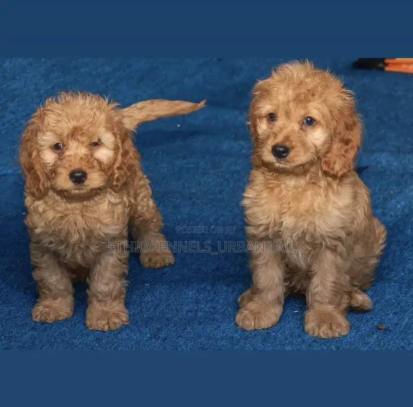 1-3 months Male Mixed Breed Maltese