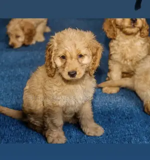 1-3 months Male Mixed Breed Maltese