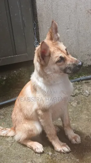 3-6 months Male Mixed Breed German Shepherd
