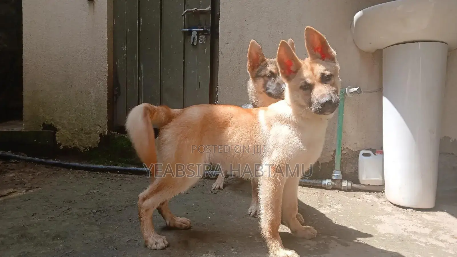 3-6 months Male Mixed Breed German Shepherd