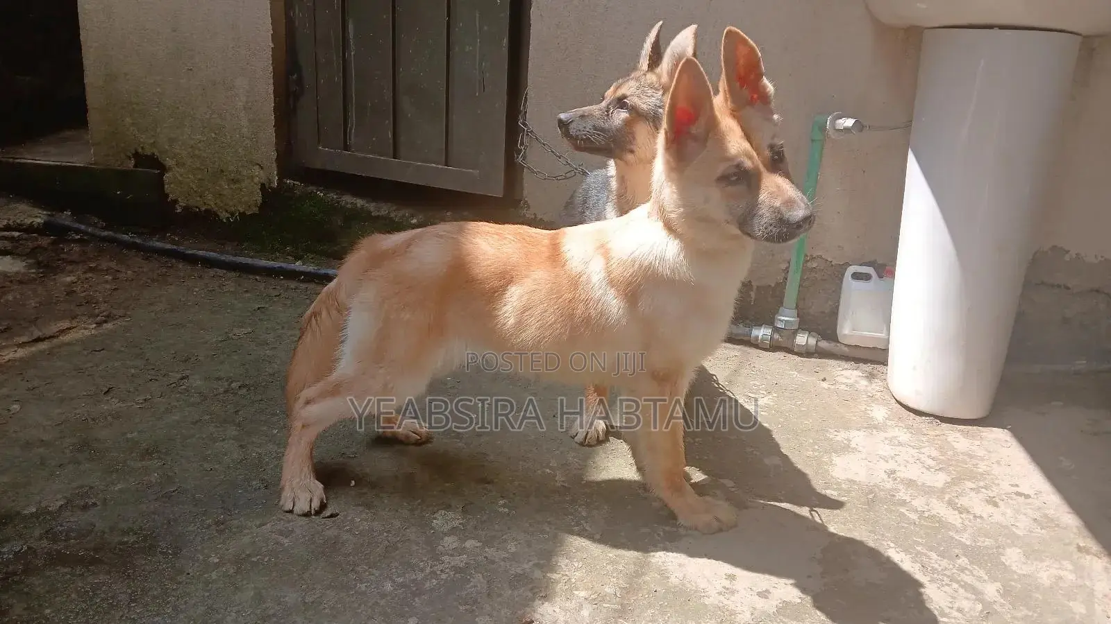 3-6 months Male Mixed Breed German Shepherd