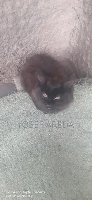 Photo - 3-6 months Male Mixed Breed Siberian