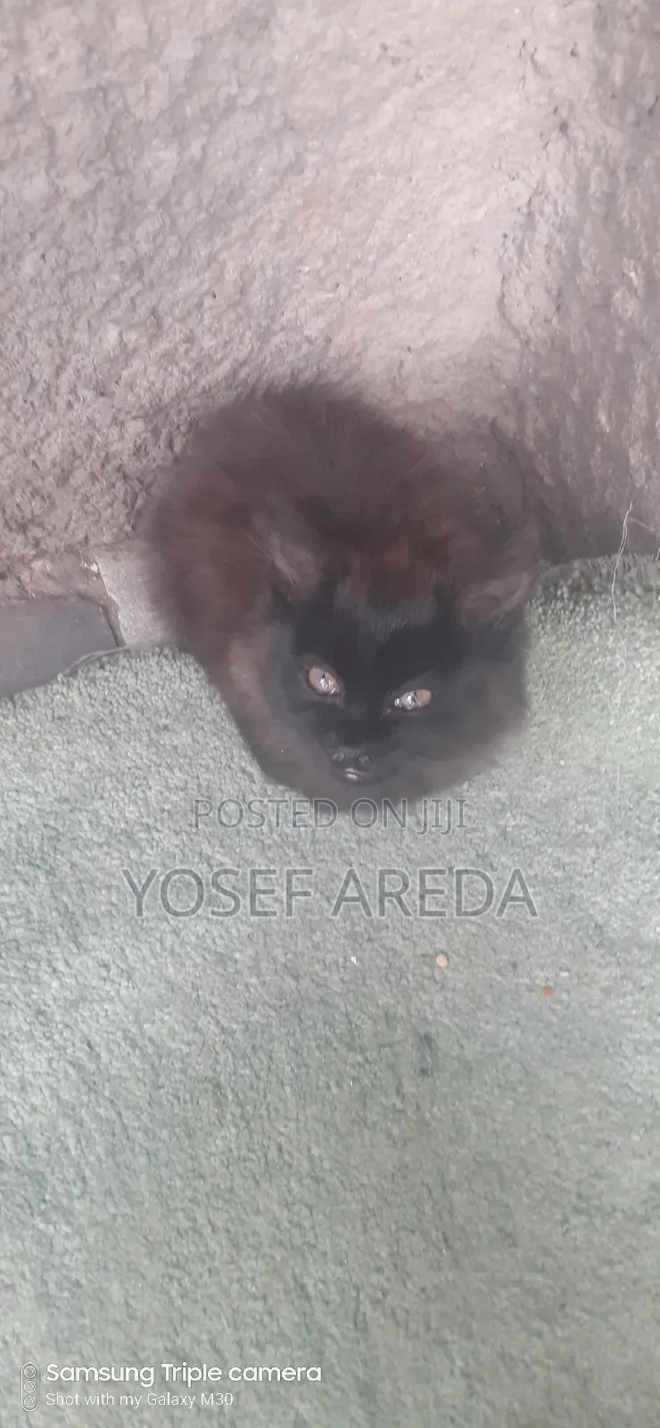 3-6 months Male Mixed Breed Siberian