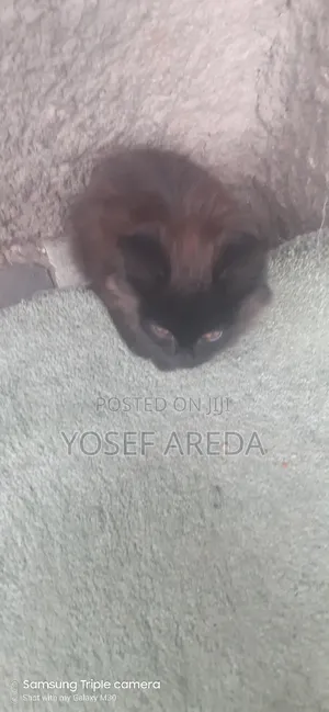 3-6 months Male Mixed Breed Siberian