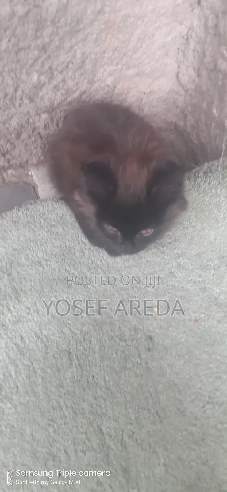 3-6 months Male Mixed Breed Siberian