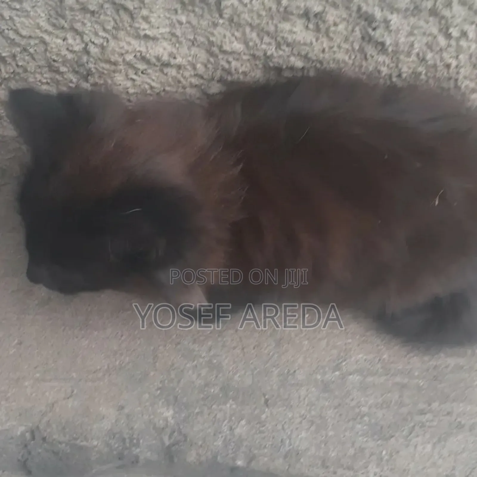 3-6 months Male Mixed Breed Siberian