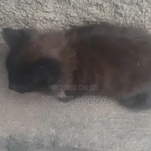 3-6 months Male Mixed Breed Siberian