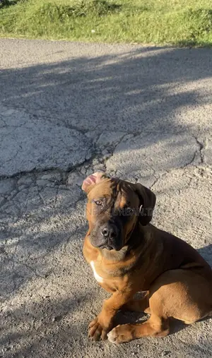 Photo - 3-6 months Female Purebred Boerboel