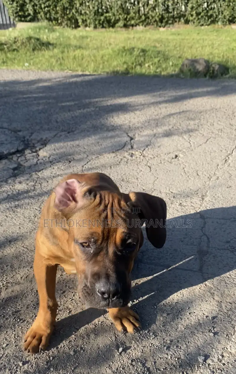 3-6 months Female Purebred Boerboel