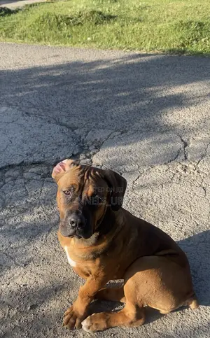 3-6 months Female Purebred Boerboel