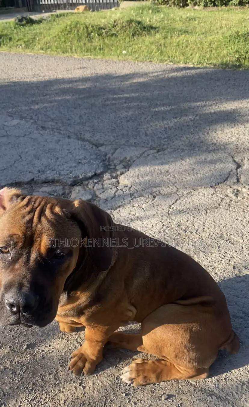 3-6 months Female Purebred Boerboel