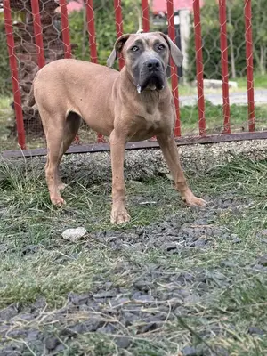 Photo - 3-6 months Male Purebred Mastiff