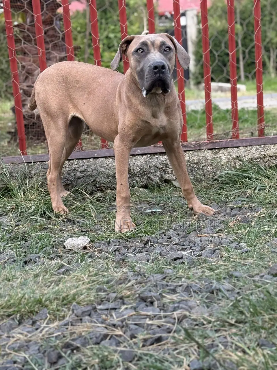 3-6 months Male Purebred Mastiff