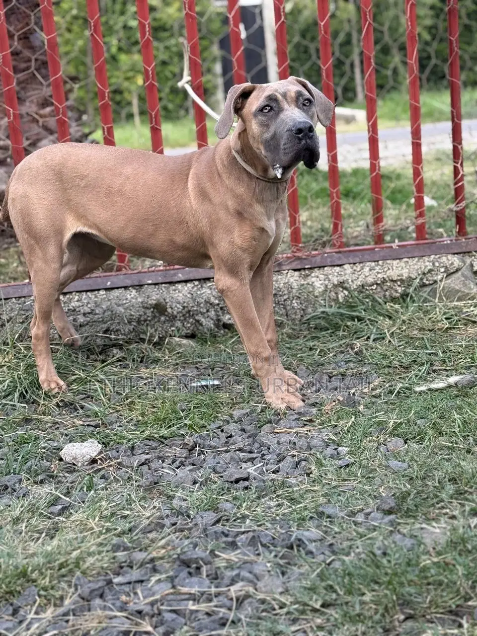 3-6 months Male Purebred Mastiff