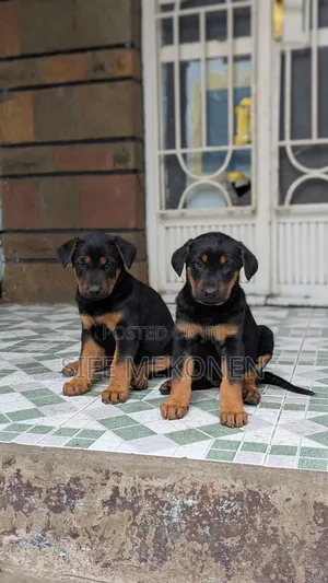 Photo - 1-3 months Male Purebred Doberman Pinscher