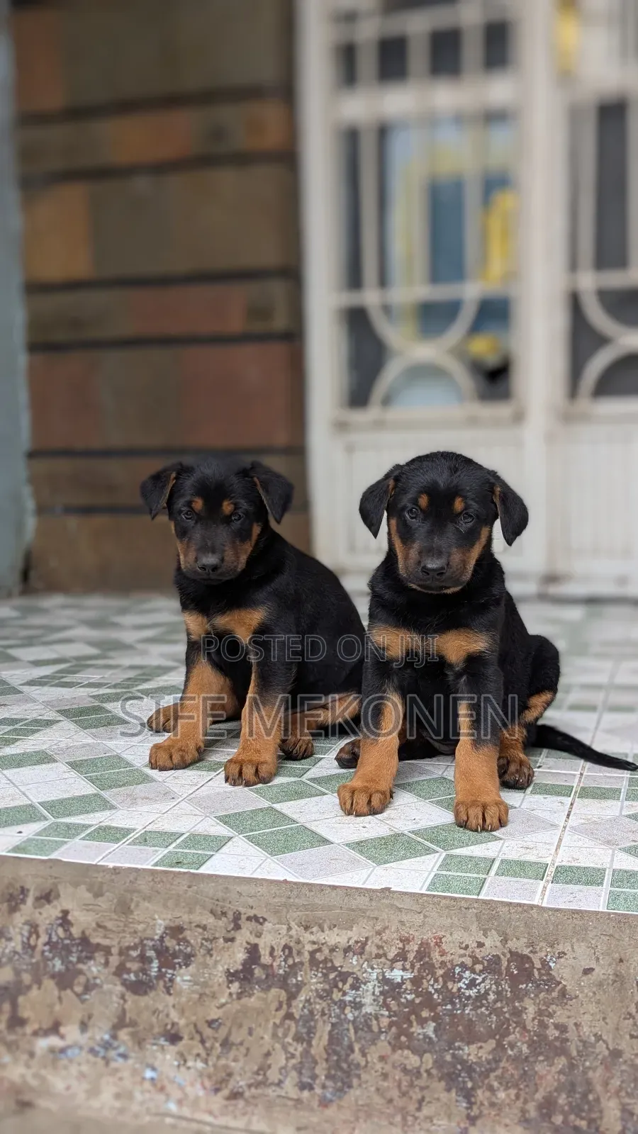 1-3 months Male Purebred Doberman Pinscher