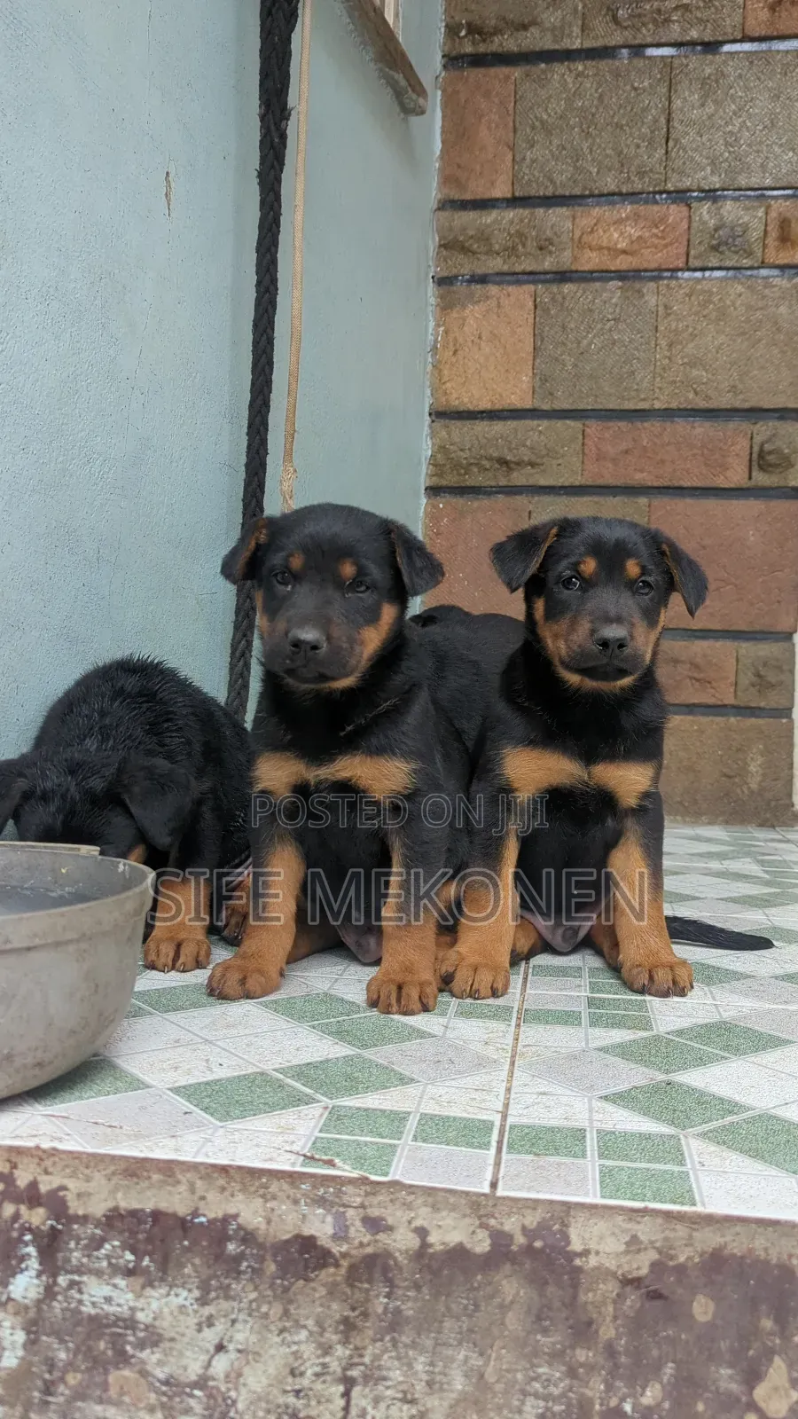 1-3 months Male Mixed Breed Doberman Pinscher