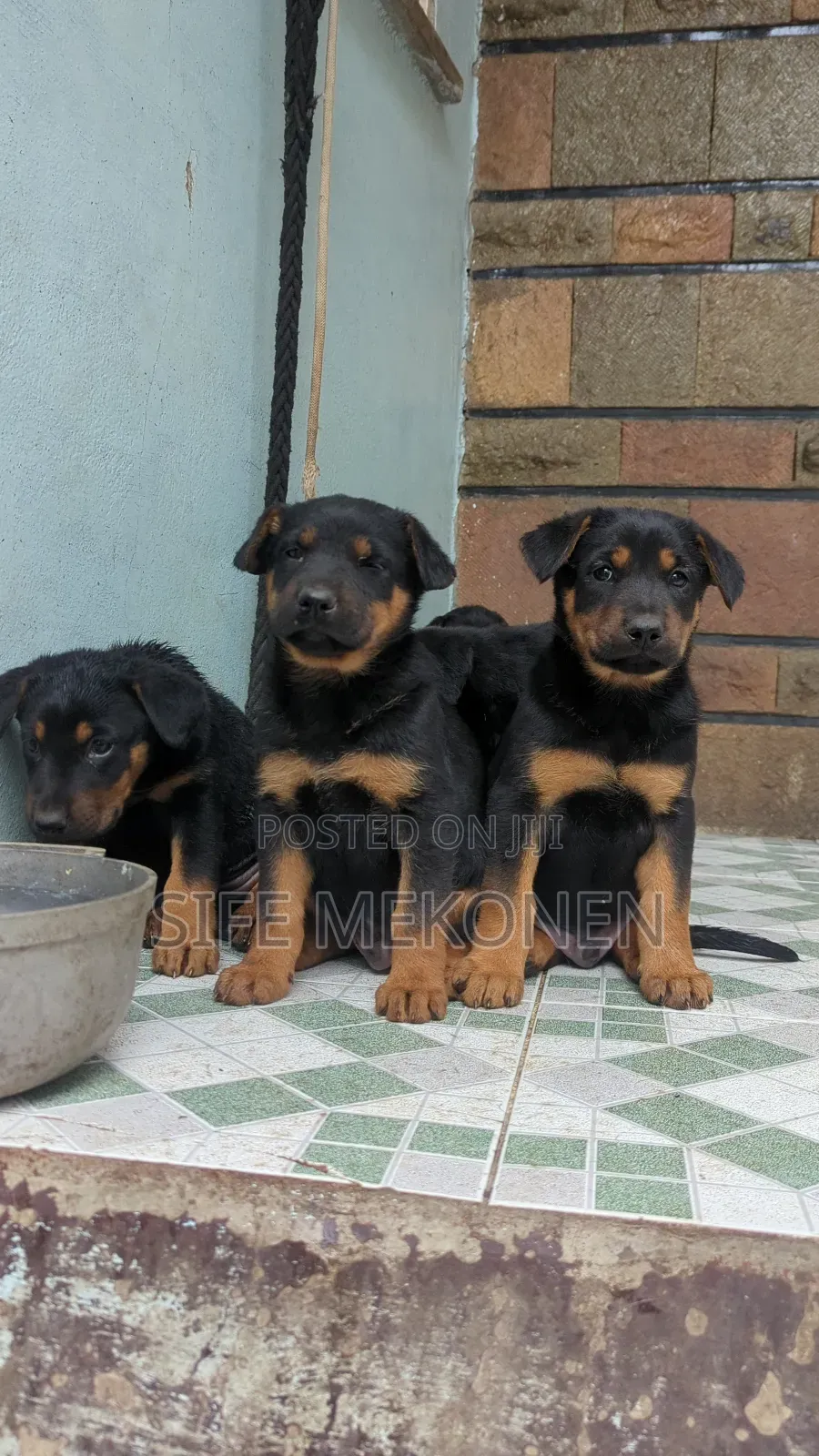 1-3 months Male Mixed Breed Doberman Pinscher