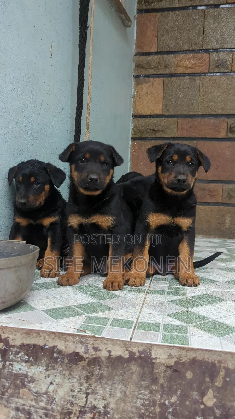 1-3 months Male Mixed Breed Doberman Pinscher