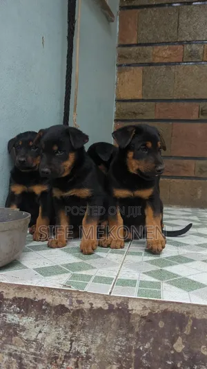 1-3 months Male Mixed Breed Doberman Pinscher