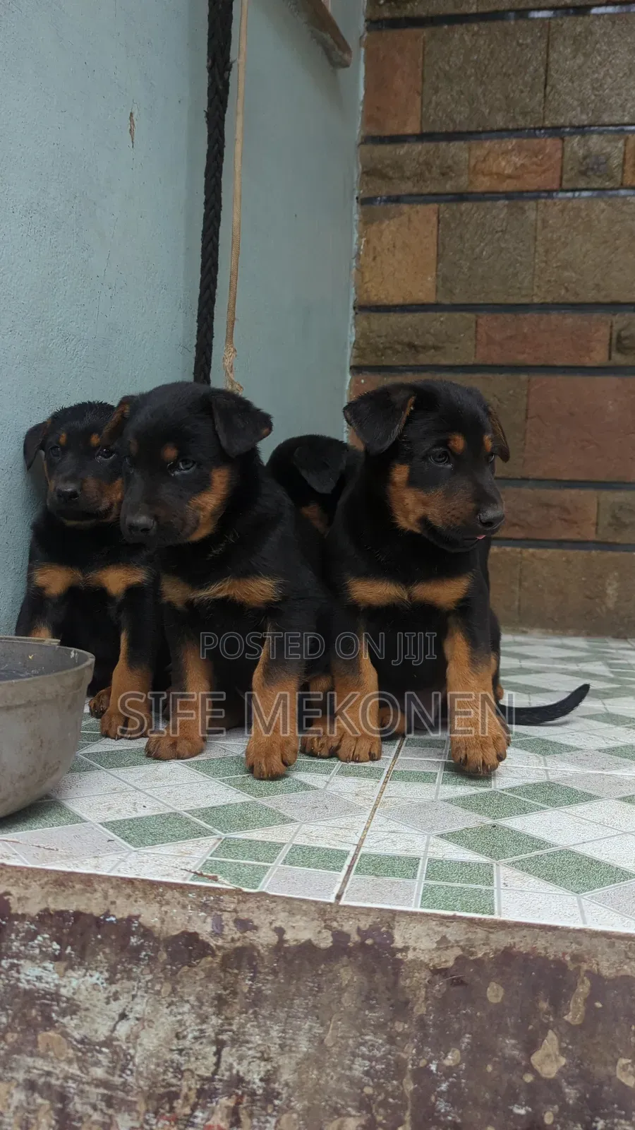 1-3 months Male Mixed Breed Doberman Pinscher