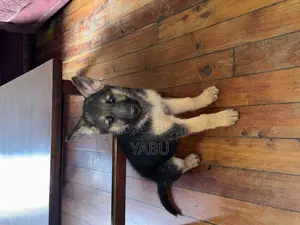 1-3 months Female Purebred German Shepherd
