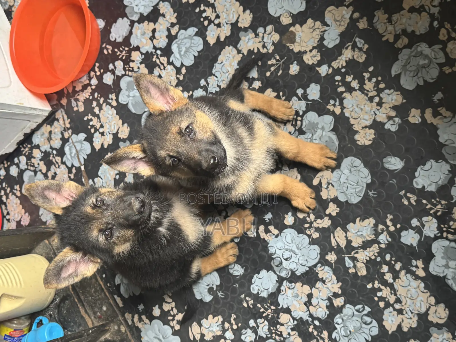 1-3 months Female Purebred German Shepherd