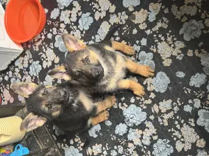 1-3 months Female Purebred German Shepherd