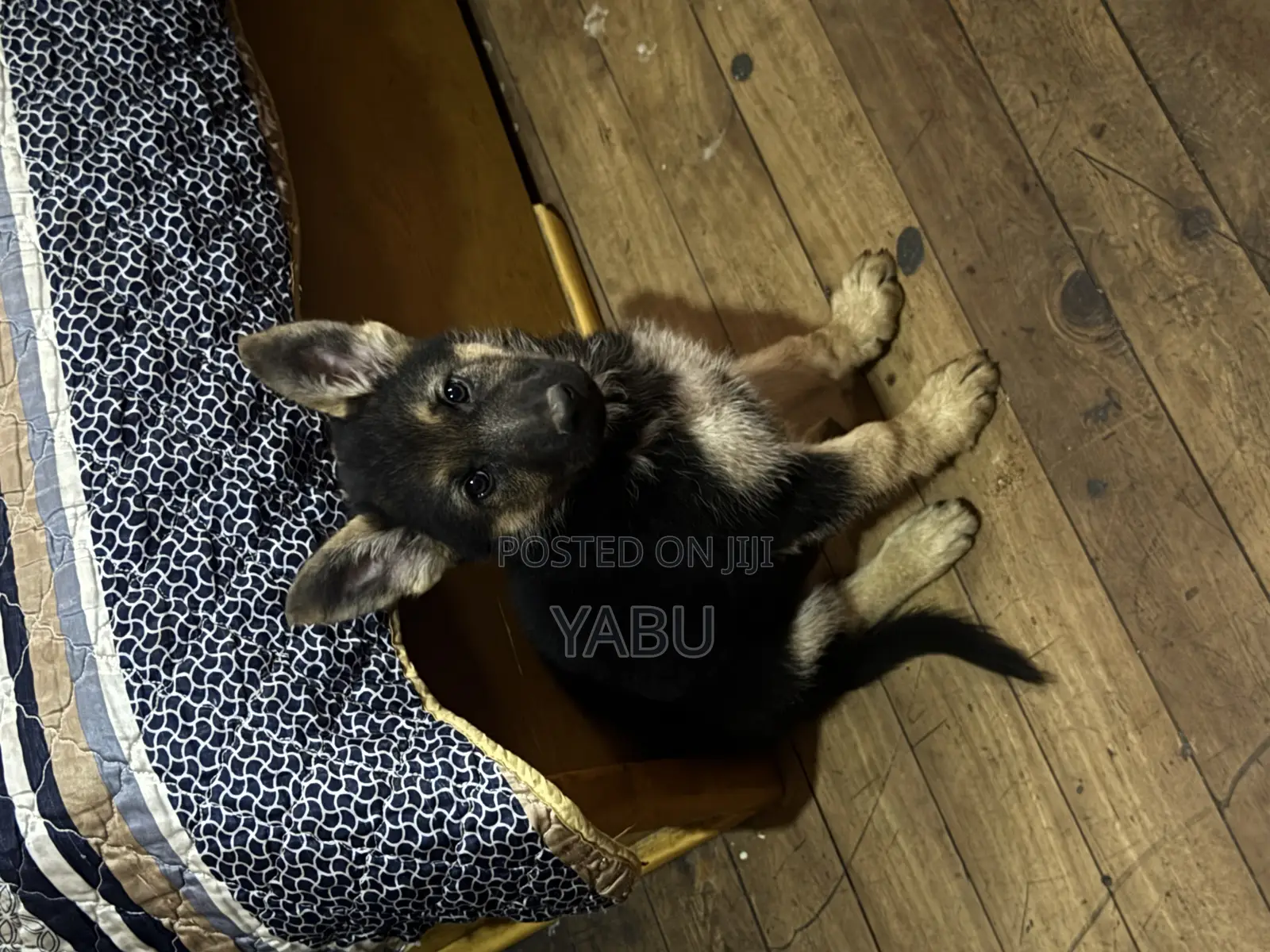 1-3 months Female Purebred German Shepherd