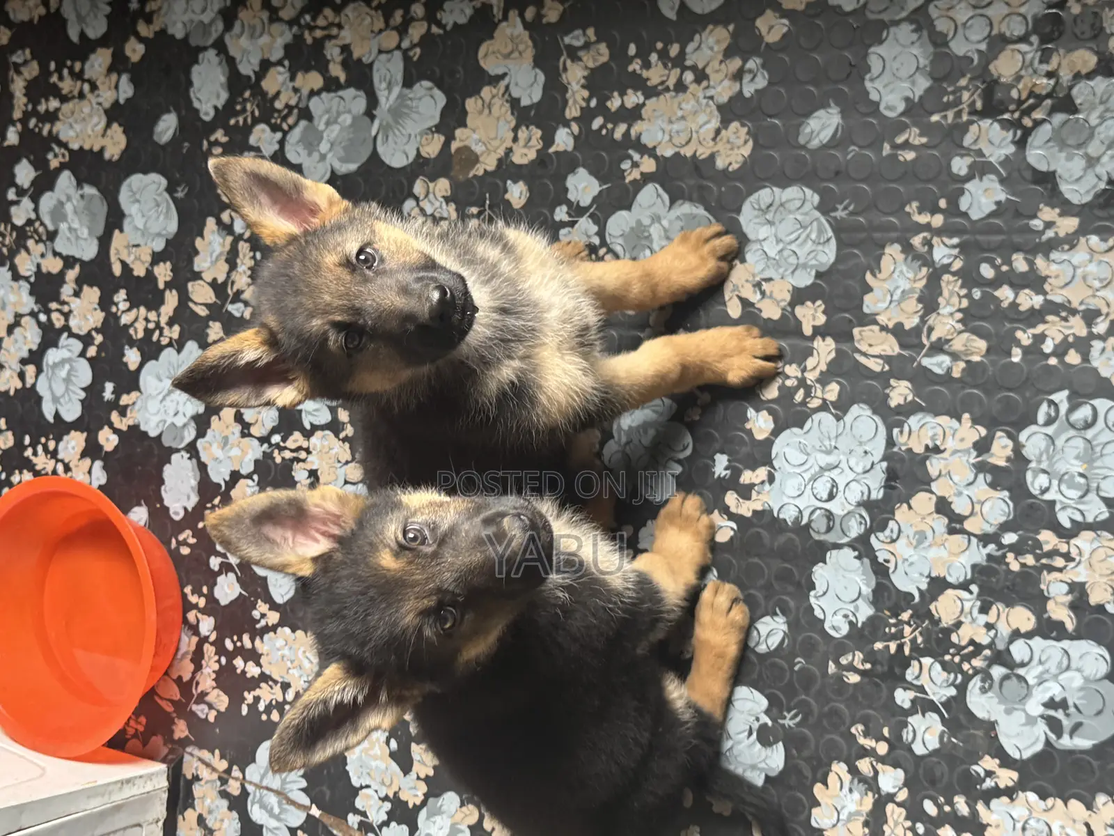 1-3 months Female Purebred German Shepherd
