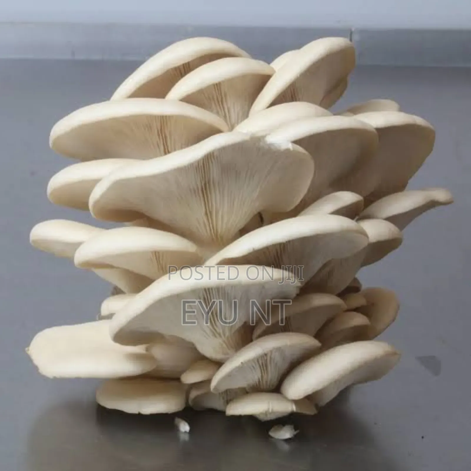 Fresh Oyster Mushroom