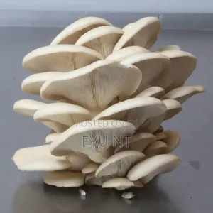 Photo - Fresh Oyster Mushroom