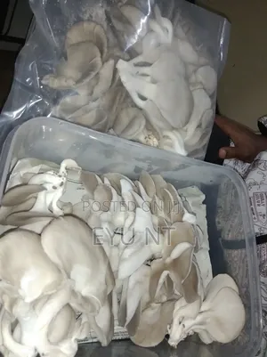 Fresh Oyster Mushroom