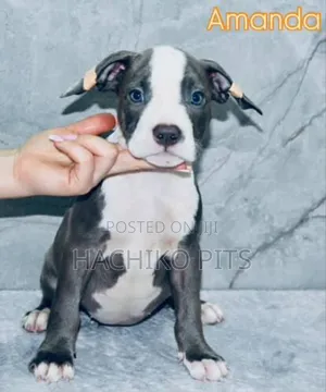 Photo - 1-3 months Male Purebred American Pit Bull Terrier