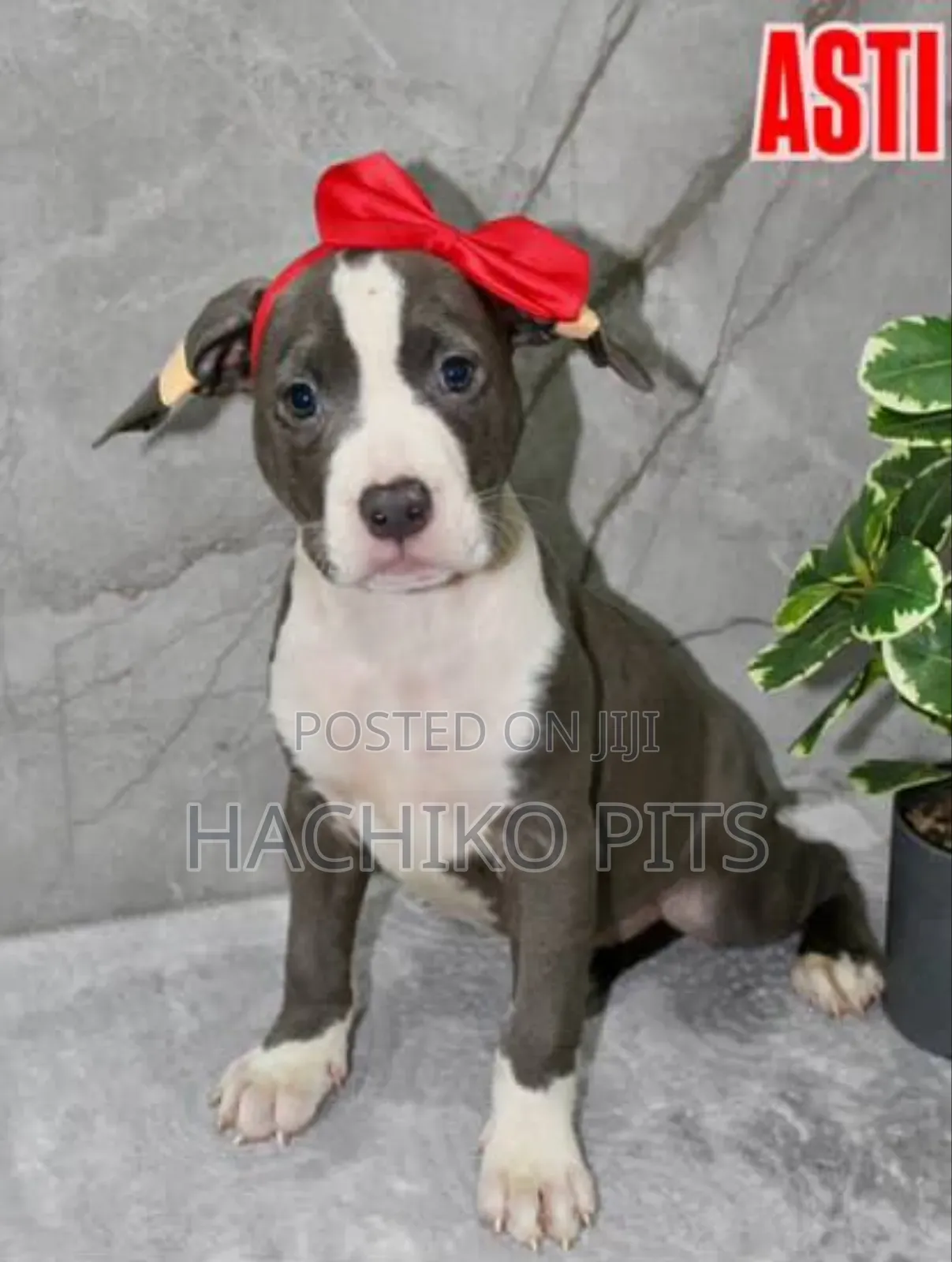 1-3 months Male Purebred American Pit Bull Terrier