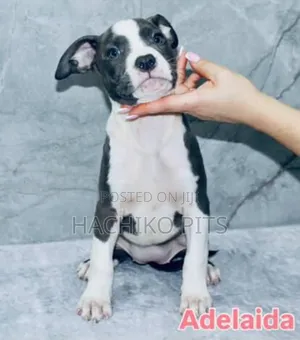 Photo - 1-3 months Male Purebred American Pit Bull Terrier
