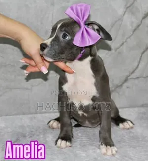 Photo - 1-3 months Female Purebred American Pit Bull Terrier