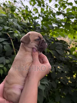 Photo - 1-3 months Male Purebred Bullmastiff