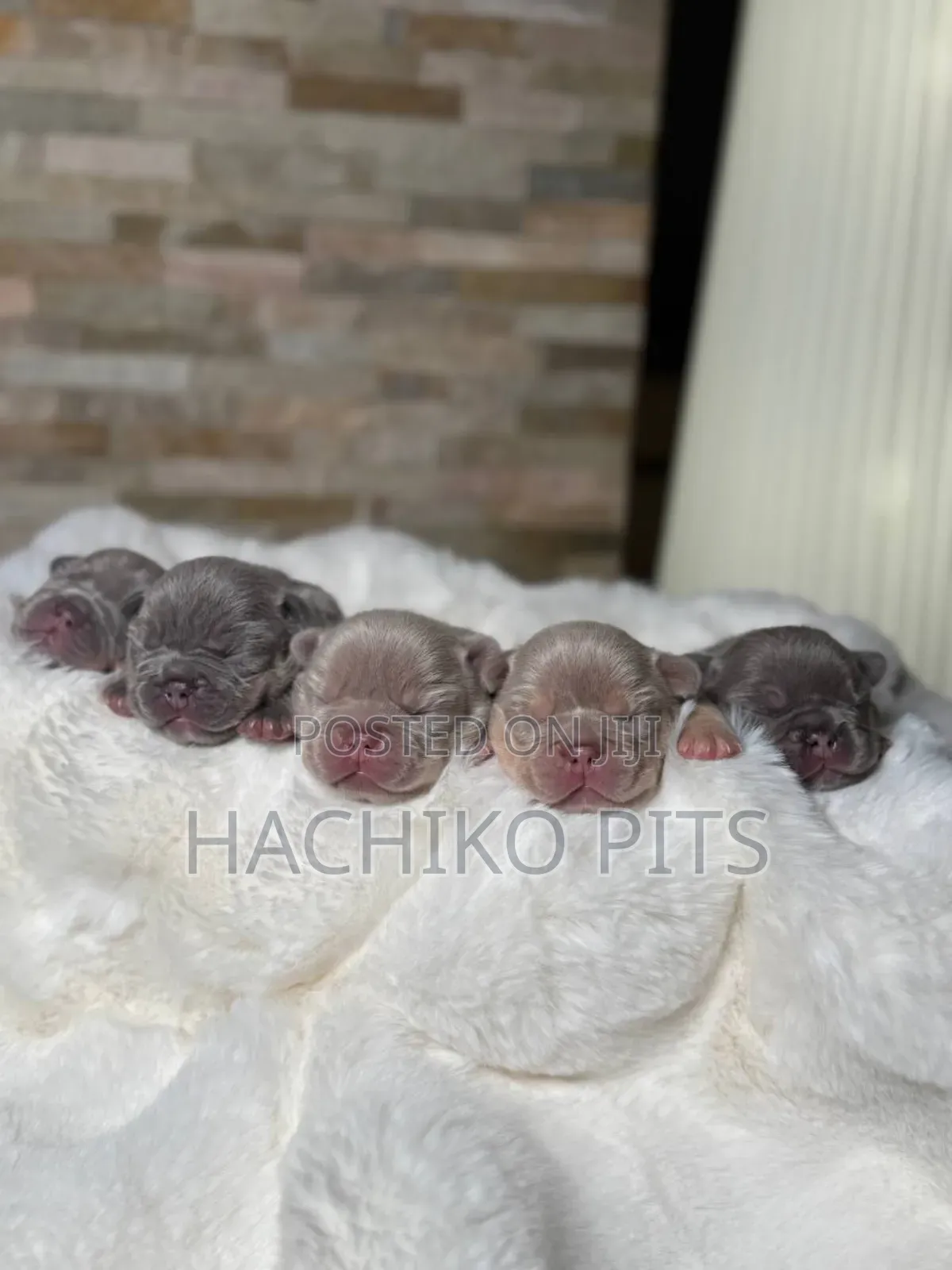 1-3 months Male Purebred American Pit Bull Terrier