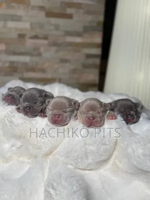 Photo - 1-3 months Male Purebred American Pit Bull Terrier