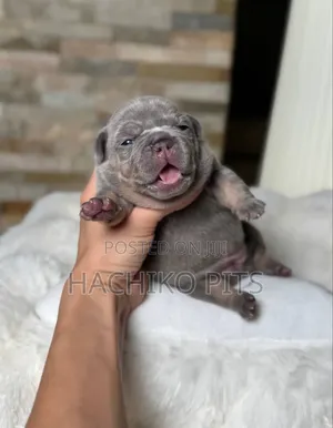 Photo - 1-3 months Male Purebred American Bully