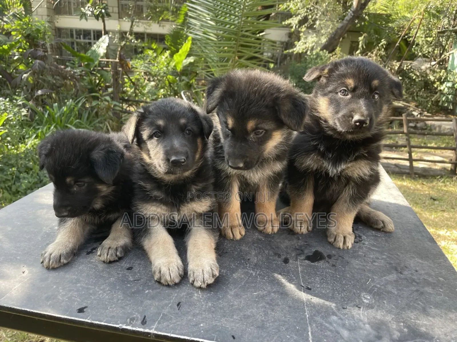 0-1 month Male Purebred German Shepherd
