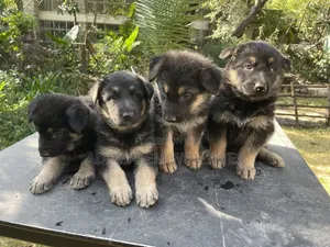 Photo - 0-1 month Male Purebred German Shepherd