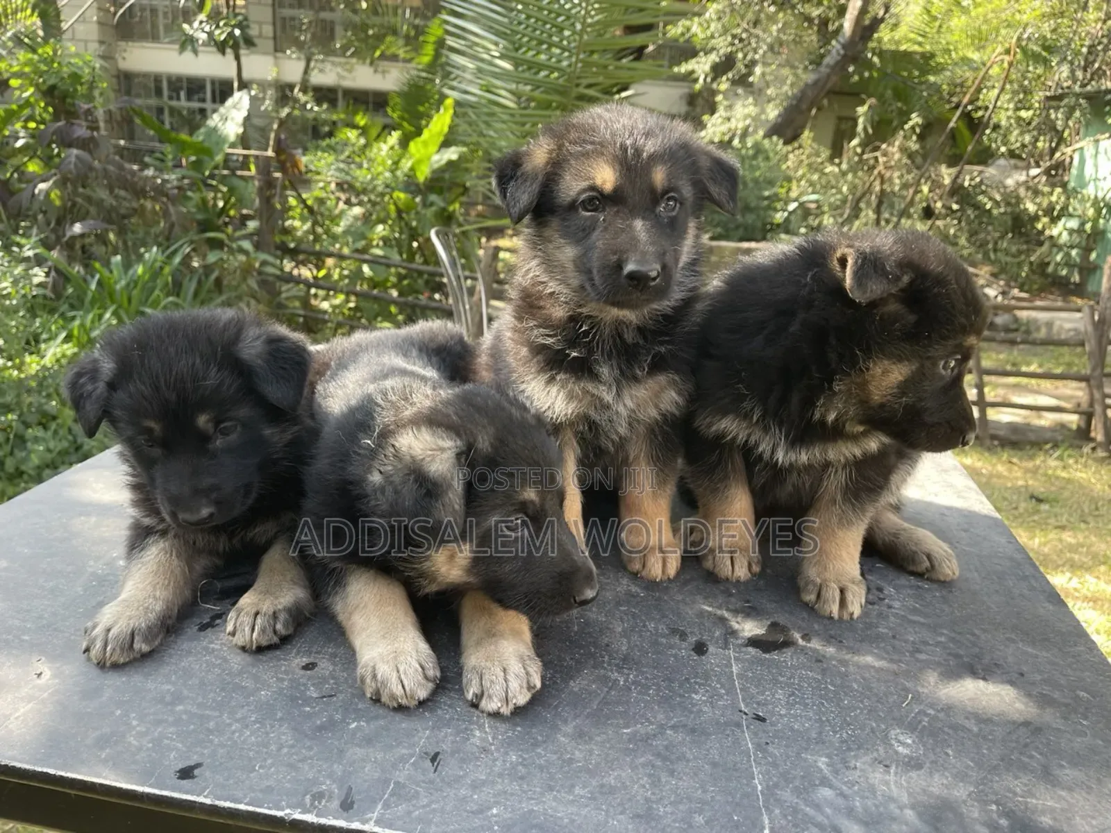 0-1 month Male Purebred German Shepherd