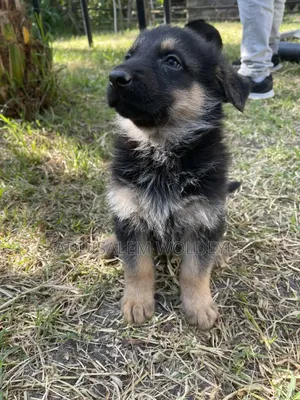 0-1 month Male Purebred German Shepherd