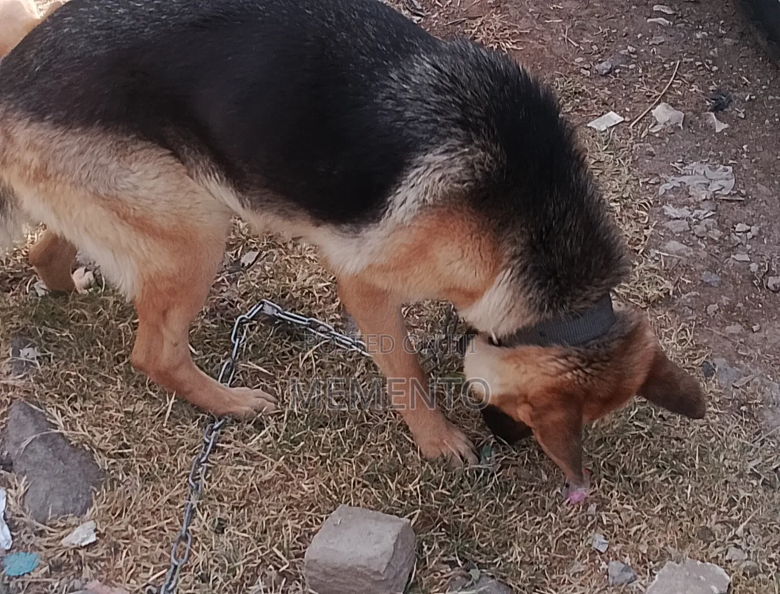 1+ year Female Purebred German Shepherd