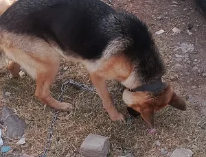 Photo - 1+ year Female Purebred German Shepherd